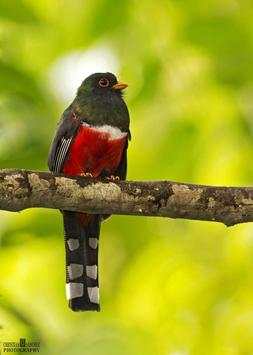 All Birds स्क्रीनशॉट 7