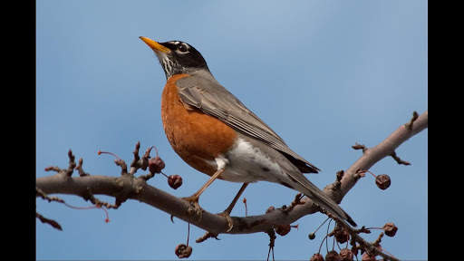 Robin. Birds Wallpapers скриншот 3