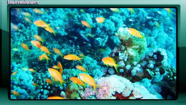 Aquarium Pack 2 Wallpaper screenshot 3