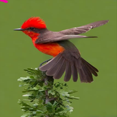 Bird Ideas icon