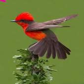 Bird Ideas 2.6