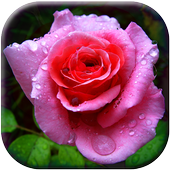 3D Rose Garden LWP icon
