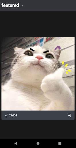 Funny Cat Videos and Pictures, screenshot 1