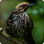 Strawheaded Bulbul Bird Call Sounds Ringtone 2.6.9