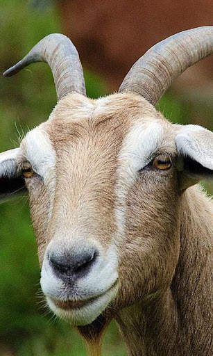 Goat Wallpaper screenshot 3
