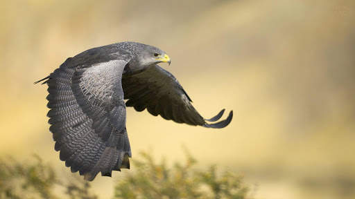 Eagle Live Wallpaper : 7fon & LWP screenshot 10