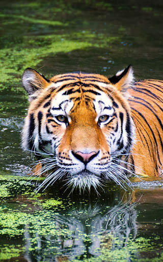 Tiger Wallpapers | hd backgrounds screenshot 12