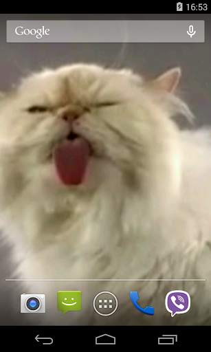 Cat screen licks Video LWP screenshot 3