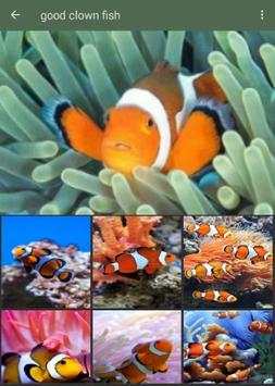 Clown Fish Wallpaper screenshot 4