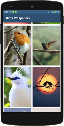 Bird Wallpapers HD स्क्रीनशॉट 4
