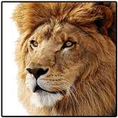 Lion: The King of Jungle logo