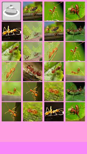 Ant Memory Game screenshot 5