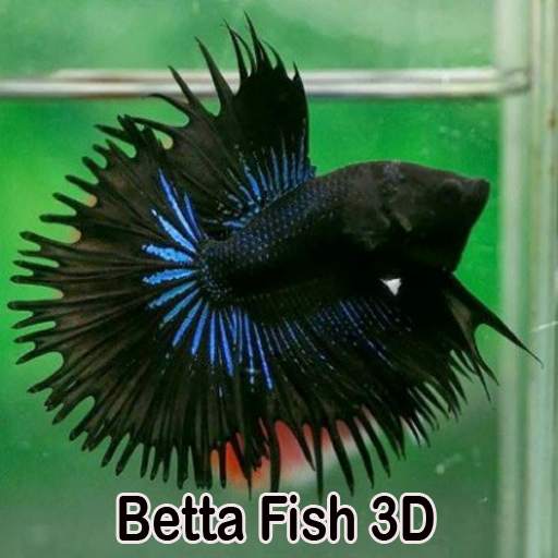 Betta Fish 3D 1.5