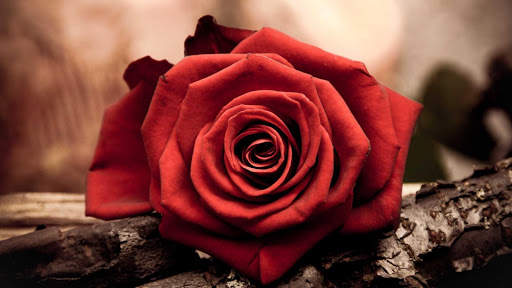 Rose Wallpaper HD & 4k Backgrounds screenshot 16