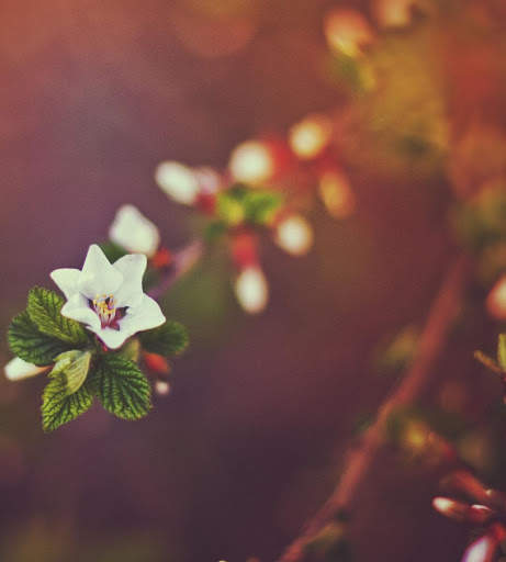 Spring Wallpapers HD screenshot 12