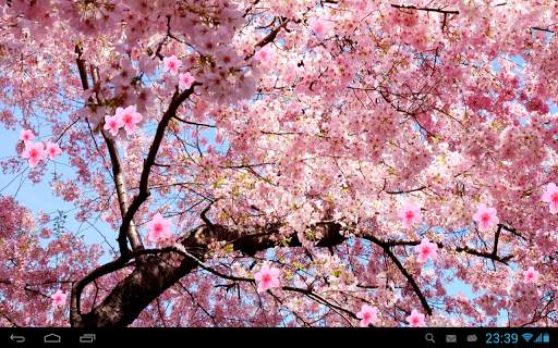Sakura Live Wallpaper screenshot 7