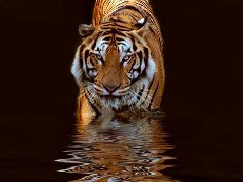 Tiger HD Wallpaper screenshot 1
