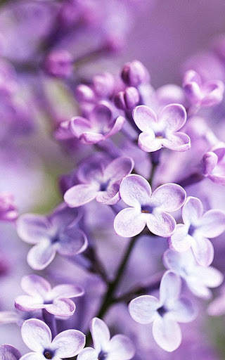 HD Lilac Flower Live Wallpaper screenshot 2