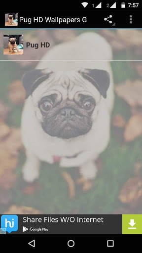 Pug Dog HD Wallpaper screenshot 1