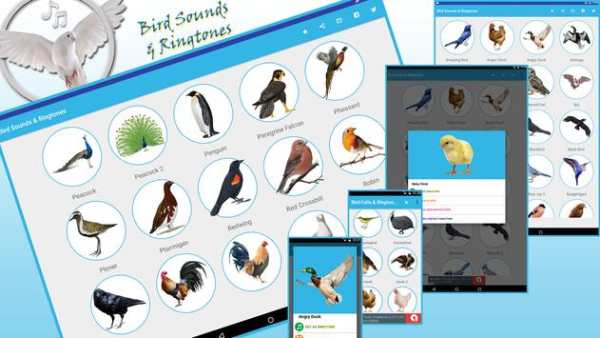 Bird Sounds & Ringtones screenshot 1
