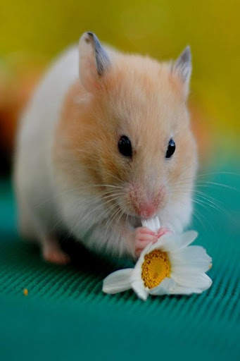 Hamster Video Live Wallpaper screenshot 8