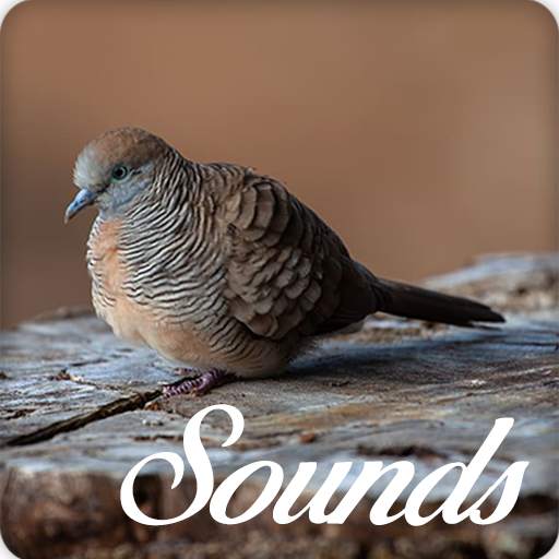 Zebra Dove Bird Song Sounds and Ringtone 8.0