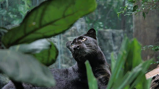 Panther Wallpapers: backgrounds hd screenshot 18