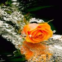 Lovely Yellow Rose LWP on 9Apps