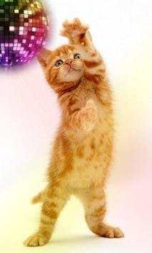 Funny cats Dancing and playing screenshot 6