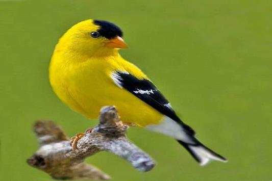 Birds Jigsaw Puzzles screenshot 7