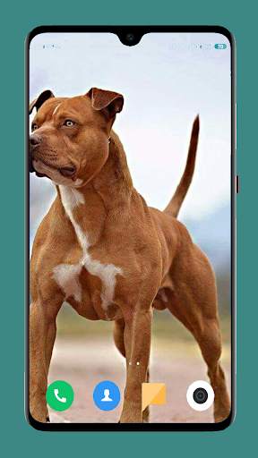 Pitbull Dog Wallpaper 4K screenshot 5