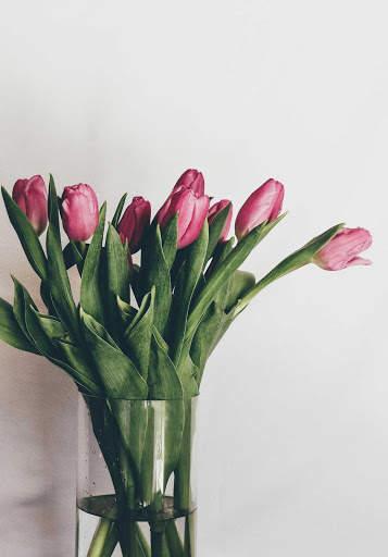 Tulips Wallpapers HD & 4k Backgrounds screenshot 5