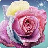 Dew Dirp Rose Flower