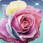 Dew Dirp Rose Flower 1.1.2