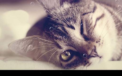 Funny Cat Live Wallpaper screenshot 7