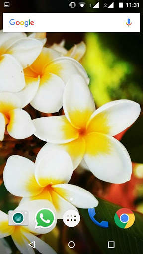 Plumeria Flower HD Wallpaper screenshot 4