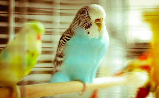 Budgie Bird Wallpapers HD screenshot 9