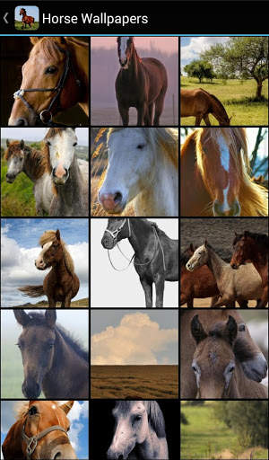 🐴 Horse Wallpapers screenshot 1