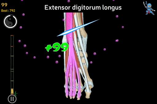 Anatomy Ninja Lower Limb screenshot 5