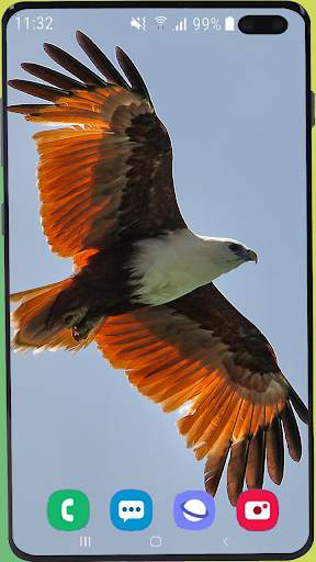 Eagle Wallpaper Best HD screenshot 3