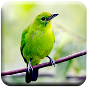 Chirping Cucak Ijo icon