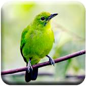Chirping Cucak Ijo 1.0