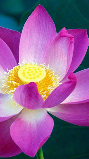 Flower Wallpaper 4K, Floral Background: Flowery screenshot 4