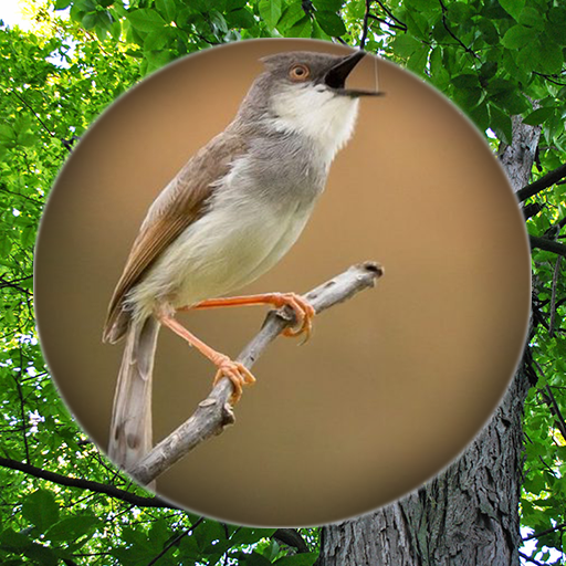 Suara Burung Prenjak Pikat أيقونة