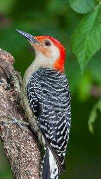 Beautiful Birds Wallpapers HD2 screenshot 14