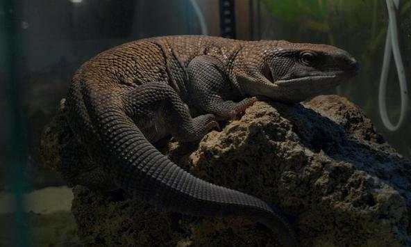 Varan Wallpapers screenshot 1