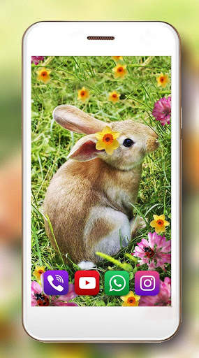 Bunny Funny HD Live Wallpaper screenshot 1