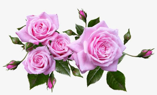 Amazing Flowers Images Gif Rose Stickers Wallpaper screenshot 6