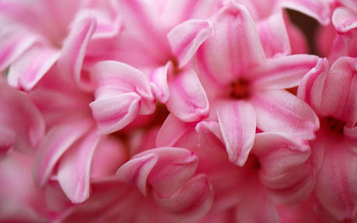 Hyacinth Wallpaper HD screenshot 10
