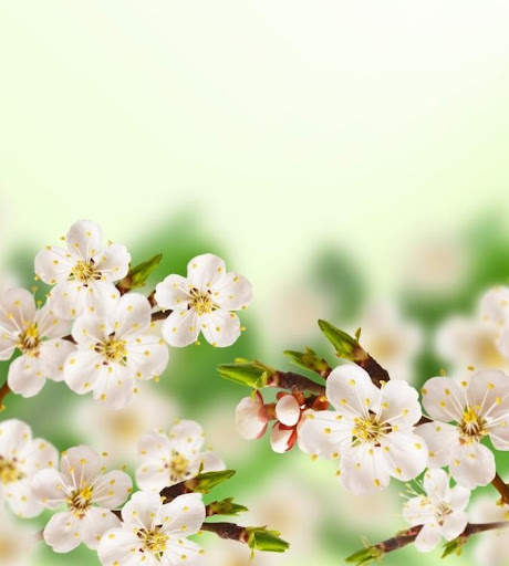 Flowers Wallpaper screenshot 4